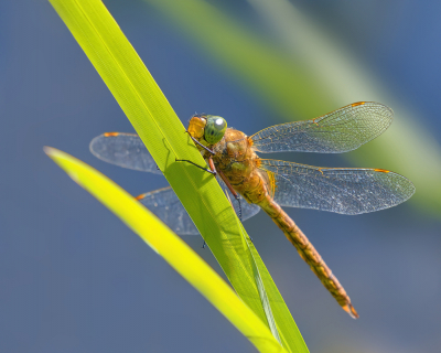 <i class='fa fa-user'></i>&nbsp;janvangastel&nbsp;|  Vroege Glazenmaker&nbsp; <i class='fa fa-eye'>&nbsp;54</i> &nbsp;<i class='fa fa-thumbs-up'>&nbsp;2</i> &nbsp; <i class='fa fa-comment-o'>&nbsp;1</i>