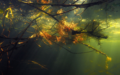 <i class='fa fa-user'></i>&nbsp;Eric Gibcus&nbsp;|  Onderwaterlandschap&nbsp; <i class='fa fa-eye'>&nbsp;70</i> &nbsp; <i class='fa fa-comment-o'>&nbsp;0</i>