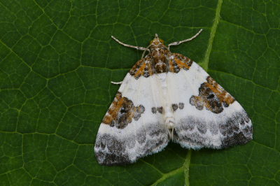 <i class='fa fa-user'></i>&nbsp;Robert Rodenburg&nbsp;|  Blauwrandspanner&nbsp; <i class='fa fa-eye'>&nbsp;72</i> &nbsp;<i class='fa fa-thumbs-up'>&nbsp;7</i> &nbsp; <i class='fa fa-comment-o'>&nbsp;4</i>