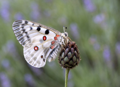 <i class='fa fa-user'></i>&nbsp;Mignon-Creative&nbsp;|  Apollovlinder&nbsp; <i class='fa fa-eye'>&nbsp;108</i> &nbsp;<i class='fa fa-thumbs-up'>&nbsp;8</i> &nbsp; <i class='fa fa-comment-o'>&nbsp;7</i>