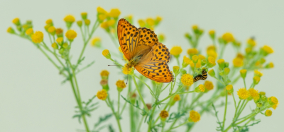 <i class='fa fa-user'></i>&nbsp;pietwil&nbsp;|  Keizersmantel&nbsp; <i class='fa fa-eye'>&nbsp;98</i> &nbsp;<i class='fa fa-thumbs-up'>&nbsp;5</i> &nbsp; <i class='fa fa-comment-o'>&nbsp;8</i>