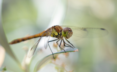 <i class='fa fa-user'></i>&nbsp;Marie-Jos� Boon&nbsp;|  Steenrode Heidelibel&nbsp; <i class='fa fa-eye'>&nbsp;57</i> &nbsp; <i class='fa fa-comment-o'>&nbsp;0</i>