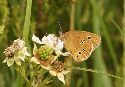 <i class='fa fa-user'></i>&nbsp;Jelle Bakker&nbsp;|  Koevinkje&nbsp; <i class='fa fa-eye'>&nbsp;43</i> &nbsp; <i class='fa fa-comment-o'>&nbsp;1</i>