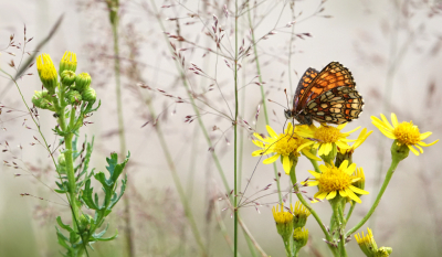 <i class='fa fa-user'></i>&nbsp;nelappelmelk&nbsp;|  Bosparelmoervlinder&nbsp; <i class='fa fa-eye'>&nbsp;84</i> &nbsp;<i class='fa fa-thumbs-up'>&nbsp;5</i> &nbsp; <i class='fa fa-comment-o'>&nbsp;6</i>