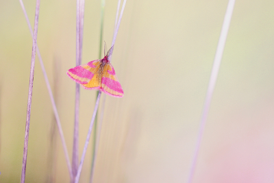 <i class='fa fa-user'></i>&nbsp;Pieter  LJ&nbsp;|  Zuringspanner&nbsp; <i class='fa fa-eye'>&nbsp;93</i> &nbsp;<i class='fa fa-thumbs-up'>&nbsp;4</i> &nbsp; <i class='fa fa-comment-o'>&nbsp;6</i>