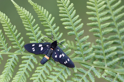 <i class='fa fa-user'></i>&nbsp;Paul Vandebroek&nbsp;|  Phegeavlinder&nbsp; <i class='fa fa-eye'>&nbsp;81</i> &nbsp;<i class='fa fa-thumbs-up'>&nbsp;7</i> &nbsp; <i class='fa fa-comment-o'>&nbsp;6</i>