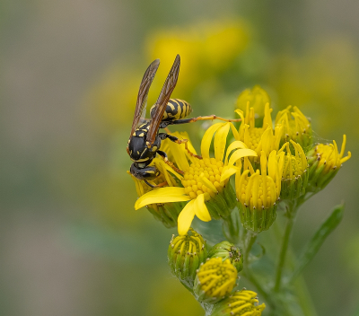 <i class='fa fa-user'></i>&nbsp;Tim Oord&nbsp;|  Franse Veldwesp&nbsp; <i class='fa fa-eye'>&nbsp;54</i> &nbsp;<i class='fa fa-thumbs-up'>&nbsp;4</i> &nbsp; <i class='fa fa-comment-o'>&nbsp;4</i>