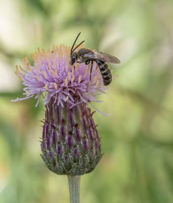 <i class='fa fa-user'></i>&nbsp;Tim Oord&nbsp;|  Groefbij sp.&nbsp; <i class='fa fa-eye'>&nbsp;45</i> &nbsp; <i class='fa fa-comment-o'>&nbsp;2</i>