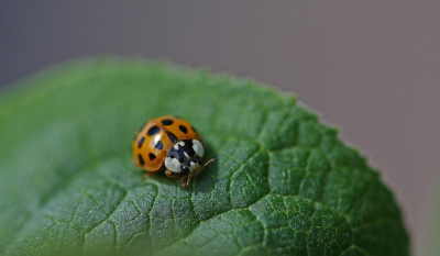 <i class='fa fa-user'></i>&nbsp;Cor&nbsp;|  Aziatisch Lieveheersbeestje&nbsp; <i class='fa fa-eye'>&nbsp;63</i> &nbsp;<i class='fa fa-thumbs-up'>&nbsp;3</i> &nbsp; <i class='fa fa-comment-o'>&nbsp;4</i>