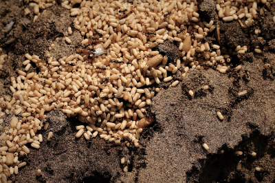 <i class='fa fa-user'></i>&nbsp;frbeuming&nbsp;|  Wegmier&nbsp; <i class='fa fa-eye'>&nbsp;71</i> &nbsp; <i class='fa fa-comment-o'>&nbsp;1</i>