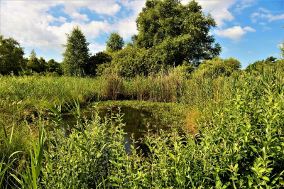 <i class='fa fa-user'></i>&nbsp;frbeuming&nbsp;|  Moeraslandschapje&nbsp; <i class='fa fa-eye'>&nbsp;53</i> &nbsp; <i class='fa fa-comment-o'>&nbsp;0</i>