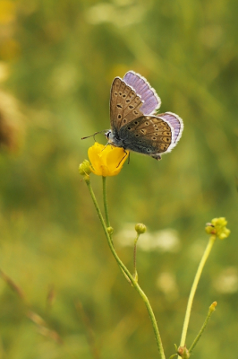 <i class='fa fa-user'></i>&nbsp;jan rienk&nbsp;|  Icarusblauwtje&nbsp; <i class='fa fa-eye'>&nbsp;53</i> &nbsp;<i class='fa fa-thumbs-up'>&nbsp;2</i> &nbsp; <i class='fa fa-comment-o'>&nbsp;0</i>