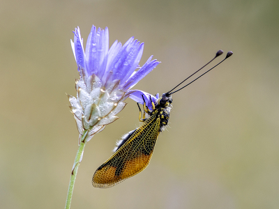 <i class='fa fa-user'></i>&nbsp;Mignon-Creative&nbsp;|  Langsprietvlinderhaft&nbsp; <i class='fa fa-eye'>&nbsp;92</i> &nbsp;<i class='fa fa-thumbs-up'>&nbsp;11</i> &nbsp; <i class='fa fa-comment-o'>&nbsp;6</i>