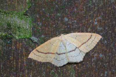 <i class='fa fa-user'></i>&nbsp;Robert Rodenburg&nbsp;|  Gele Oogspanner&nbsp; <i class='fa fa-eye'>&nbsp;54</i> &nbsp;<i class='fa fa-thumbs-up'>&nbsp;1</i> &nbsp; <i class='fa fa-comment-o'>&nbsp;4</i>