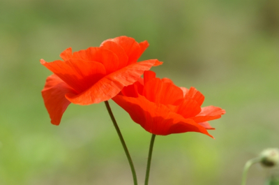 <i class='fa fa-user'></i>&nbsp;Jasper&nbsp;|  Grote Klaproos&nbsp; <i class='fa fa-eye'>&nbsp;40</i> &nbsp;<i class='fa fa-thumbs-up'>&nbsp;2</i> &nbsp; <i class='fa fa-comment-o'>&nbsp;0</i>