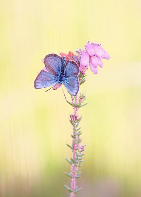 <i class='fa fa-user'></i>&nbsp;Pieter  LJ&nbsp;|  Heideblauwtje&nbsp; <i class='fa fa-eye'>&nbsp;80</i> &nbsp;<i class='fa fa-thumbs-up'>&nbsp;2</i> &nbsp; <i class='fa fa-comment-o'>&nbsp;3</i>