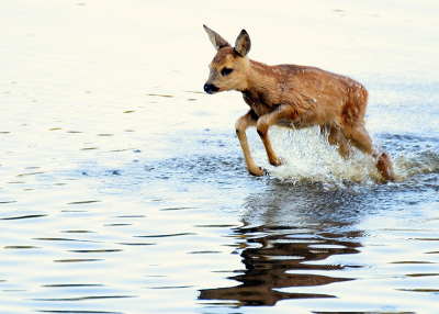 <i class='fa fa-user'></i>&nbsp;robert-jan&nbsp;|  Ree&nbsp; <i class='fa fa-eye'>&nbsp;115</i> &nbsp;<i class='fa fa-thumbs-up'>&nbsp;5</i> &nbsp; <i class='fa fa-comment-o'>&nbsp;3</i>