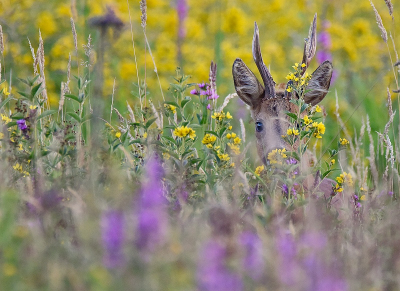 <i class='fa fa-user'></i>&nbsp;robert-jan&nbsp;|  Ree&nbsp; <i class='fa fa-eye'>&nbsp;84</i> &nbsp; <i class='fa fa-comment-o'>&nbsp;1</i>