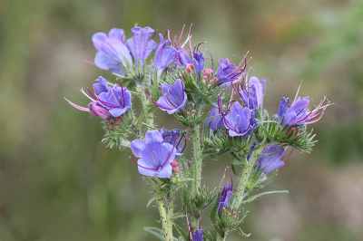 <i class='fa fa-user'></i>&nbsp;Paul Vandebroek&nbsp;|  Slangenkruid&nbsp; <i class='fa fa-eye'>&nbsp;50</i> &nbsp;<i class='fa fa-thumbs-up'>&nbsp;3</i> &nbsp; <i class='fa fa-comment-o'>&nbsp;2</i>