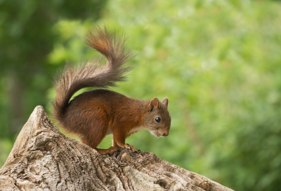 <i class='fa fa-user'></i>&nbsp;Truus Aletta Maan&nbsp;|  Eekhoorn&nbsp; <i class='fa fa-eye'>&nbsp;69</i> &nbsp;<i class='fa fa-thumbs-up'>&nbsp;3</i> &nbsp; <i class='fa fa-comment-o'>&nbsp;3</i>