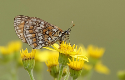 <i class='fa fa-user'></i>&nbsp;nelappelmelk&nbsp;|  Bosparelmoervlinder&nbsp; <i class='fa fa-eye'>&nbsp;77</i> &nbsp;<i class='fa fa-thumbs-up'>&nbsp;5</i> &nbsp; <i class='fa fa-comment-o'>&nbsp;3</i>