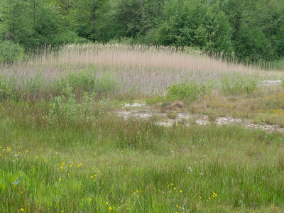 <i class='fa fa-user'></i>&nbsp;Tim Oord&nbsp;|  Gras, riet & bos&nbsp; <i class='fa fa-eye'>&nbsp;61</i> &nbsp; <i class='fa fa-comment-o'>&nbsp;1</i>