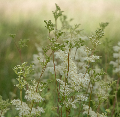 <i class='fa fa-user'></i>&nbsp;Tim Oord&nbsp;|  Moerasspirea&nbsp; <i class='fa fa-eye'>&nbsp;53</i> &nbsp; <i class='fa fa-comment-o'>&nbsp;1</i>