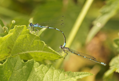 <i class='fa fa-user'></i>&nbsp;Jelle Bakker&nbsp;|  Variabele Waterjuffer&nbsp; <i class='fa fa-eye'>&nbsp;46</i> &nbsp; <i class='fa fa-comment-o'>&nbsp;0</i>