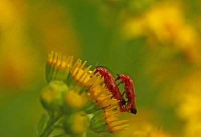 <i class='fa fa-user'></i>&nbsp;Cor&nbsp;|  Rood Soldaatje&nbsp; <i class='fa fa-eye'>&nbsp;65</i> &nbsp;<i class='fa fa-thumbs-up'>&nbsp;5</i> &nbsp; <i class='fa fa-comment-o'>&nbsp;4</i>