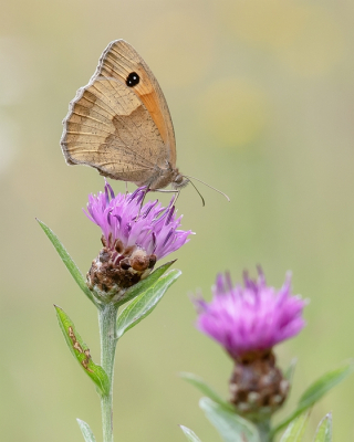 <i class='fa fa-user'></i>&nbsp;Johan van Gurp&nbsp;|  Bruin Zandoogje&nbsp; <i class='fa fa-eye'>&nbsp;45</i> &nbsp;<i class='fa fa-thumbs-up'>&nbsp;3</i> &nbsp; <i class='fa fa-comment-o'>&nbsp;1</i>