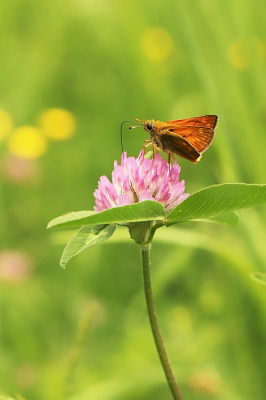 <i class='fa fa-user'></i>&nbsp;jan rienk&nbsp;|  Groot Dikkopje&nbsp; <i class='fa fa-eye'>&nbsp;47</i> &nbsp;<i class='fa fa-thumbs-up'>&nbsp;1</i> &nbsp; <i class='fa fa-comment-o'>&nbsp;1</i>