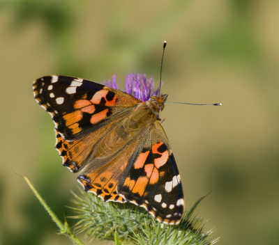 <i class='fa fa-user'></i>&nbsp;janvangastel&nbsp;|  Distelvlinder&nbsp; <i class='fa fa-eye'>&nbsp;48</i> &nbsp;<i class='fa fa-thumbs-up'>&nbsp;2</i> &nbsp; <i class='fa fa-comment-o'>&nbsp;2</i>