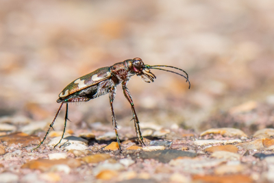 <i class='fa fa-user'></i>&nbsp;pietwil&nbsp;|  Bastaardzandloopkever&nbsp; <i class='fa fa-eye'>&nbsp;96</i> &nbsp;<i class='fa fa-thumbs-up'>&nbsp;4</i> &nbsp; <i class='fa fa-comment-o'>&nbsp;3</i>