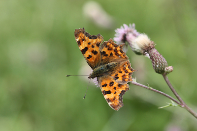 <i class='fa fa-user'></i>&nbsp;Paul Vandebroek&nbsp;|  Gehakkelde Aurelia&nbsp; <i class='fa fa-eye'>&nbsp;53</i> &nbsp;<i class='fa fa-thumbs-up'>&nbsp;2</i> &nbsp; <i class='fa fa-comment-o'>&nbsp;0</i>