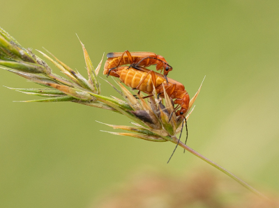 <i class='fa fa-user'></i>&nbsp;Tim Oord&nbsp;|  Kleine Rode Weekschild&nbsp; <i class='fa fa-eye'>&nbsp;53</i> &nbsp;<i class='fa fa-thumbs-up'>&nbsp;2</i> &nbsp; <i class='fa fa-comment-o'>&nbsp;0</i>