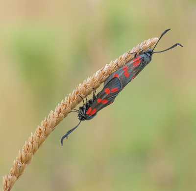 <i class='fa fa-user'></i>&nbsp;Tim Oord&nbsp;|  Sint-jansvlinder&nbsp; <i class='fa fa-eye'>&nbsp;40</i> &nbsp;<i class='fa fa-thumbs-up'>&nbsp;2</i> &nbsp; <i class='fa fa-comment-o'>&nbsp;1</i>