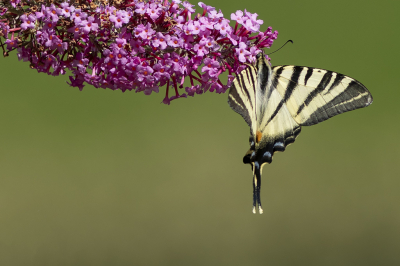 <i class='fa fa-user'></i>&nbsp;henksteen&nbsp;|  Koningspage&nbsp; <i class='fa fa-eye'>&nbsp;86</i> &nbsp;<i class='fa fa-thumbs-up'>&nbsp;2</i> &nbsp; <i class='fa fa-comment-o'>&nbsp;2</i>