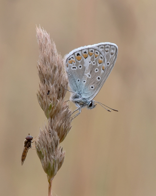 <i class='fa fa-user'></i>&nbsp;Johan van Gurp&nbsp;|  Icarusblauwtje&nbsp; <i class='fa fa-eye'>&nbsp;66</i> &nbsp;<i class='fa fa-thumbs-up'>&nbsp;6</i> &nbsp; <i class='fa fa-comment-o'>&nbsp;1</i>