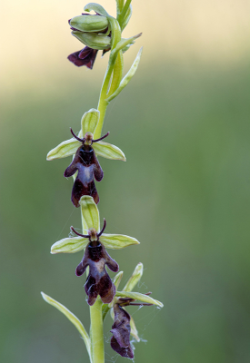 <i class='fa fa-user'></i>&nbsp;Mignon-Creative&nbsp;|  Vliegenorchis&nbsp; <i class='fa fa-eye'>&nbsp;84</i> &nbsp;<i class='fa fa-thumbs-up'>&nbsp;2</i> &nbsp; <i class='fa fa-comment-o'>&nbsp;2</i>