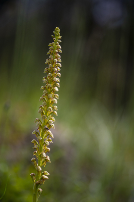 <i class='fa fa-user'></i>&nbsp;Mignon-Creative&nbsp;|  Poppenorchis&nbsp; <i class='fa fa-eye'>&nbsp;63</i> &nbsp;<i class='fa fa-thumbs-up'>&nbsp;2</i> &nbsp; <i class='fa fa-comment-o'>&nbsp;1</i>