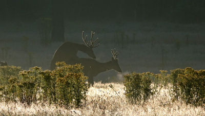 <i class='fa fa-user'></i>&nbsp;nelappelmelk&nbsp;|  Edelhert&nbsp; <i class='fa fa-eye'>&nbsp;172</i> &nbsp;<i class='fa fa-thumbs-up'>&nbsp;10</i> &nbsp; <i class='fa fa-comment-o'>&nbsp;6</i>