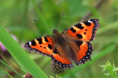 <i class='fa fa-user'></i>&nbsp;A. Soeting&nbsp;|  Kleine Vos&nbsp; <i class='fa fa-eye'>&nbsp;70</i> &nbsp;<i class='fa fa-thumbs-up'>&nbsp;5</i> &nbsp; <i class='fa fa-comment-o'>&nbsp;4</i>