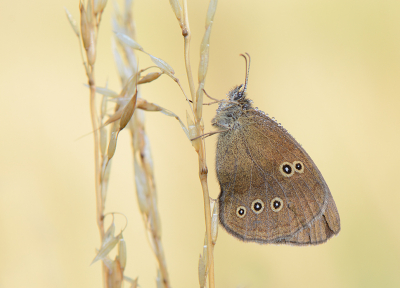 <i class='fa fa-user'></i>&nbsp;koekieman&nbsp;|  Koevinkje&nbsp; <i class='fa fa-eye'>&nbsp;82</i> &nbsp;<i class='fa fa-thumbs-up'>&nbsp;5</i> &nbsp; <i class='fa fa-comment-o'>&nbsp;6</i>