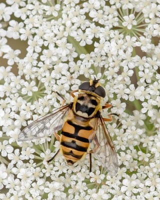 <i class='fa fa-user'></i>&nbsp;Johan van Gurp&nbsp;|  Doodskopzweefvlieg&nbsp; <i class='fa fa-eye'>&nbsp;57</i> &nbsp;<i class='fa fa-thumbs-up'>&nbsp;3</i> &nbsp; <i class='fa fa-comment-o'>&nbsp;3</i>