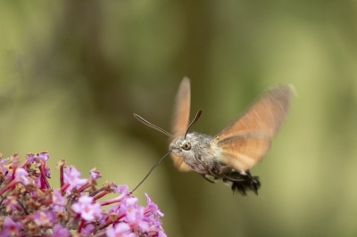 <i class='fa fa-user'></i>&nbsp;henksteen&nbsp;|  Kolibrievlinder&nbsp; <i class='fa fa-eye'>&nbsp;75</i> &nbsp; <i class='fa fa-comment-o'>&nbsp;4</i>