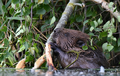 <i class='fa fa-user'></i>&nbsp;robert-jan&nbsp;|  Bever&nbsp; <i class='fa fa-eye'>&nbsp;124</i> &nbsp;<i class='fa fa-thumbs-up'>&nbsp;2</i> &nbsp; <i class='fa fa-comment-o'>&nbsp;1</i>