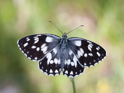 <i class='fa fa-user'></i>&nbsp;Mignon-Creative&nbsp;|  Dambordje&nbsp; <i class='fa fa-eye'>&nbsp;114</i> &nbsp;<i class='fa fa-thumbs-up'>&nbsp;15</i> &nbsp; <i class='fa fa-comment-o'>&nbsp;4</i>