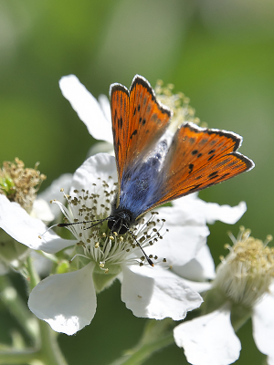 <i class='fa fa-user'></i>&nbsp;josephine&nbsp;|  Violette Vuurvlinder&nbsp; <i class='fa fa-eye'>&nbsp;94</i> &nbsp;<i class='fa fa-thumbs-up'>&nbsp;1</i> &nbsp; <i class='fa fa-comment-o'>&nbsp;4</i>