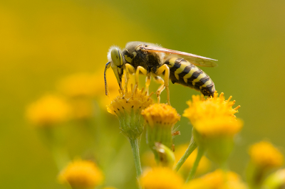 <i class='fa fa-user'></i>&nbsp;Willem Verhagen&nbsp;|  Harkwesp&nbsp; <i class='fa fa-eye'>&nbsp;74</i> &nbsp;<i class='fa fa-thumbs-up'>&nbsp;3</i> &nbsp; <i class='fa fa-comment-o'>&nbsp;4</i>