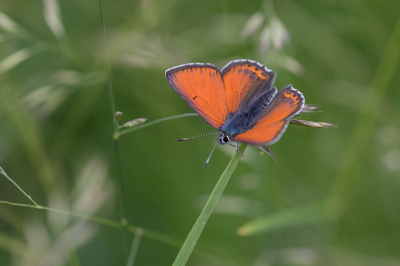 <i class='fa fa-user'></i>&nbsp;Willem Verhagen&nbsp;|  Rode Vuurvlinder&nbsp; <i class='fa fa-eye'>&nbsp;103</i> &nbsp;<i class='fa fa-thumbs-up'>&nbsp;8</i> &nbsp; <i class='fa fa-comment-o'>&nbsp;6</i>